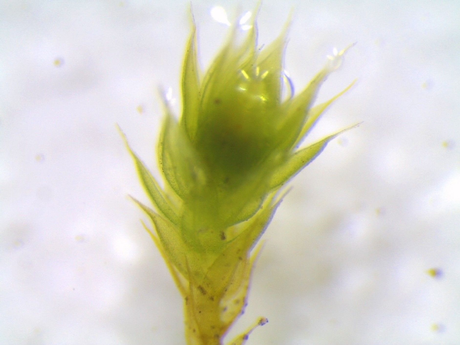 bryum capillare